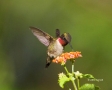 Hummingbird;Archilochus-colubris;Ruby-throated-Hummingbird;Flying-bird;action;a